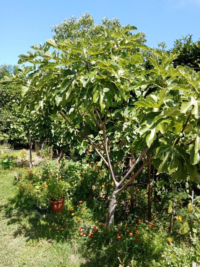 Au Coeur Du Luberon Ξενοδοχείο Cavaillon Εξωτερικό φωτογραφία